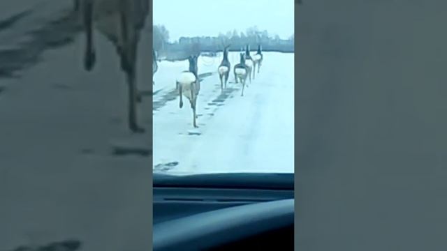 ❗КАРГАТСКИЕ КОСУЛИ❗НАС НЕ ДОГОНЯТ❗