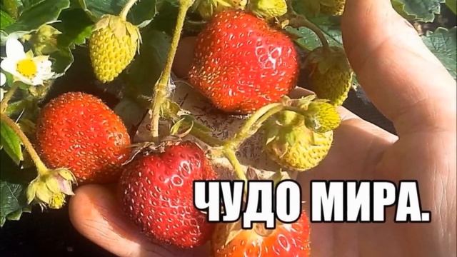 Клубника из семян (часть 3) . Лучшие сорта. Собираем коллекцию! смотреть онлайн