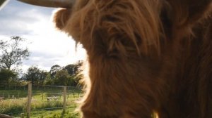 HIGHLAND COOS!: My First Time Meeting A Scottish Highland Cow!
