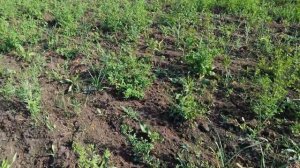 Первая обработка гербицидом