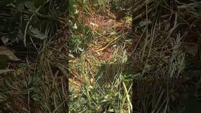 Коп металлолома с металлоискателем или с магнитометром? смотреть онлайн