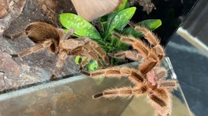 from ZERO Confidence to FULL ON Playboy ~ Tarantula Pairing