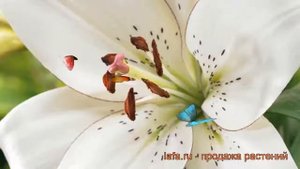 Лилия ла-гибрид Айлинер (lilium la-hybrids eyeliner) ? обзор: как сажать, луковицы лилии Айлинер