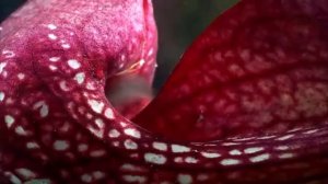 10 самых невероятных растений мира - удивительное рядом...