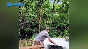 renovate the abandoned house in the forest overgrown with weeds
