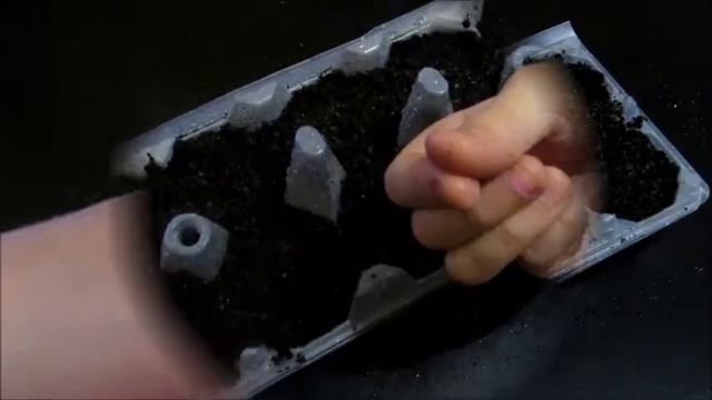 Рассада земляники из семян в яичных лотках - мой эксперимент смотреть онлайн