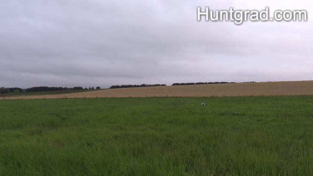 Охота с легавой смотреть онлайн