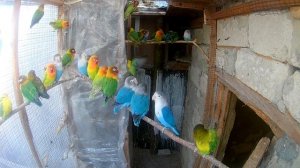 попугаи в вольерах // неразлучники фишера.масковые //  masked fisher lovebirds