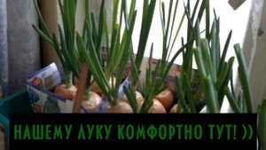 Как вырастить зеленый лук дома | Лук на выгонку, на подоконнике и на болконе