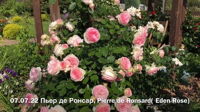 Розы Флорентина, Пьер де Ронсар, Сент Свизан, Боттичелли и др.Гортензия Ванилла Фрейз. Часть 1