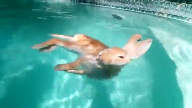 Super relaxed bunny rabbit floats in the pool смотреть онлайн