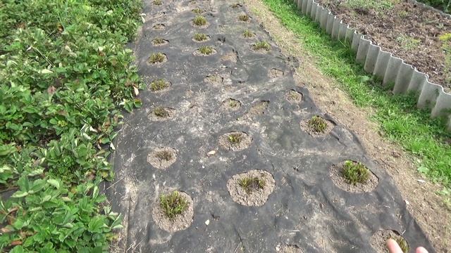 Чеснок радует, Арбуз веселит смотреть онлайн