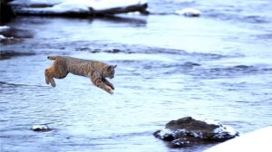 Jumping Bobcat Slow Motion