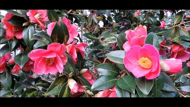 Зацвела камелия.Зимняя роза,секвойя,нарциссы и пальмы.Прогулка по парку.25.02.2022 г.Природа,цветы смотреть онлайн