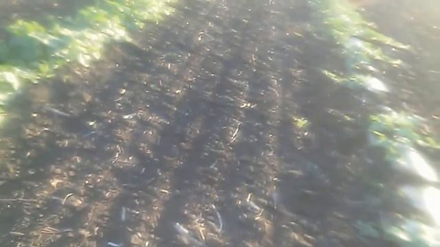 Выращивание арбузов.Появились первые маленькие арбузы. Видео для анализа на следующий год.