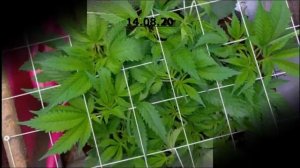 Вегетация сорта Dos-Vi-Dos