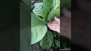 Уход за табаком