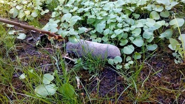 Крот - слепыш