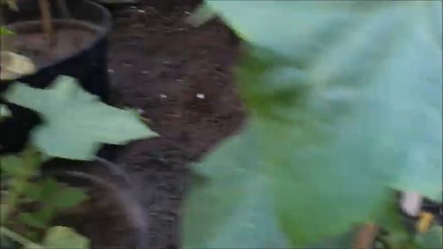 Минеральное удобрение Плантатор . Удобряю весь огород. смотреть онлайн