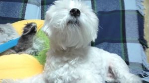 День Рождения кота Кевина   подарки и праздничный стол!