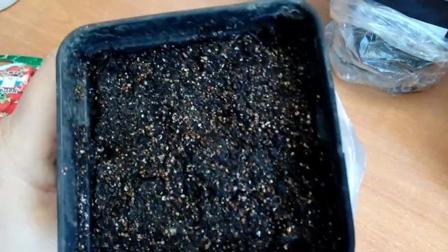 Посев земляники разными способами, ,часть  2