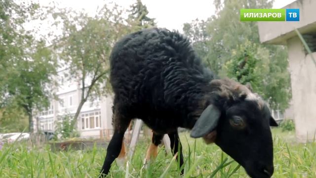 Овечка Бяша смотреть онлайн