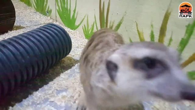 Сурикаты в зоопарке в Москве смотреть онлайн