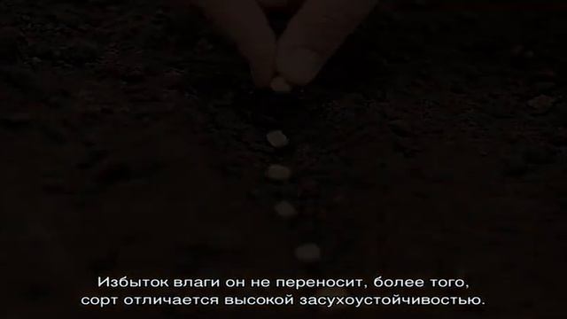 Кореопсис Золотой шар — неприхотливый многолетник для ленивого садовода смотреть онлайн