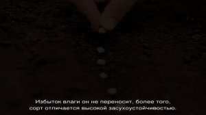 Кореопсис Золотой шар — неприхотливый многолетник для ленивого садовода