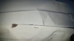 Помёт медведя