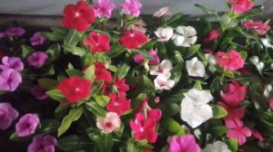 Самый популярный цветок на рынке. Катарантус?