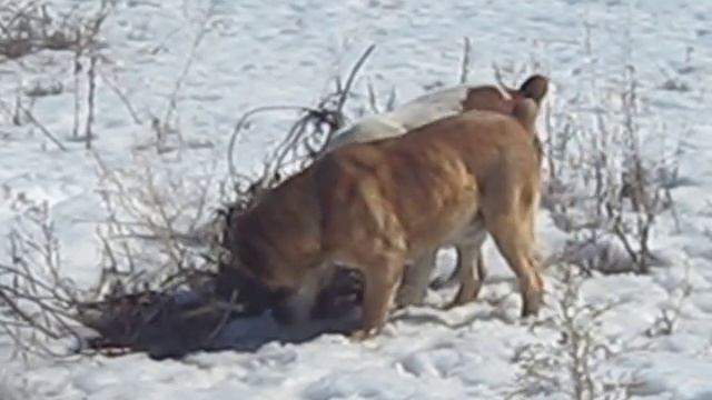 MVI 0020 смотреть онлайн