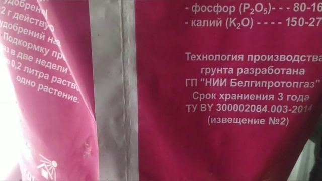Катальпа ...семенами!