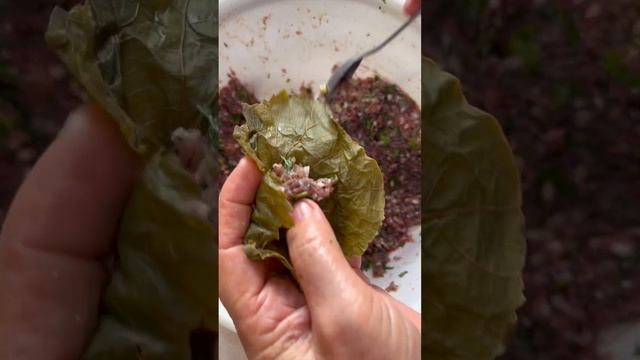 Dolma in grape leaves. Голубцы из виноградных листьев.