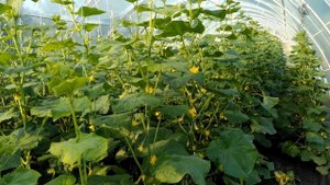 БОЛЕЗНИ ОГУРЦА!!! ФУЗАРИОЗ,КОРНЕВЫЕ ГНИЛИ!!!ЛЕЧЕНИЕ!!!