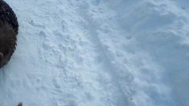 Как правильно кормить бездомную собаку