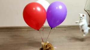 Забавные котята Миа и Лиза. Воздушные шары с игрушками.