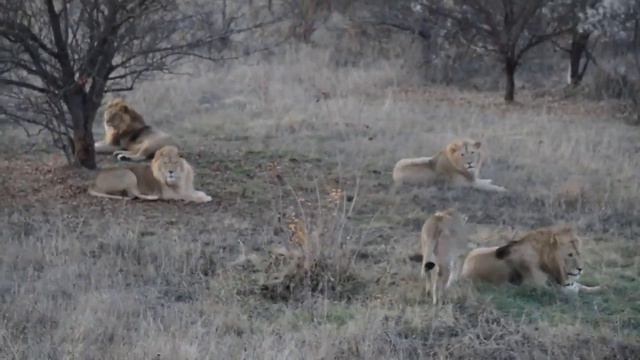 Ирина Вронская: шуточное видео "Вулкан страстей" смотреть онлайн
