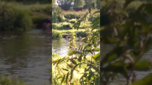 Красиво течёт река Клязьма можно купаться смотреть онлайн