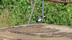 №2504  23 08 2022  Ворона, сороки,лунь, серая мухоловка, деревенские ласточки, большой пестрый дяте