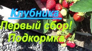 78. КЛУБНИКА - первый сбор! Подкормка в плодоношение.