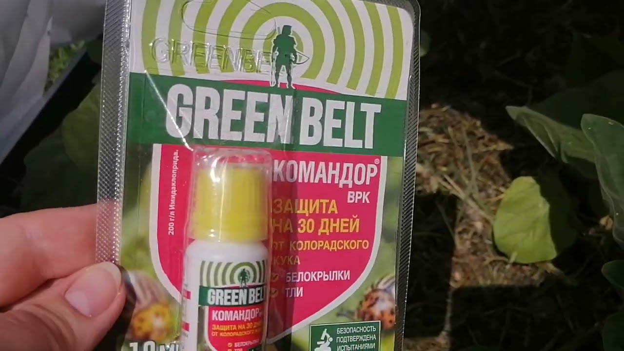 Защищаю свой урожай от колорадского жука средством Green Belt Командор смотреть онлайн