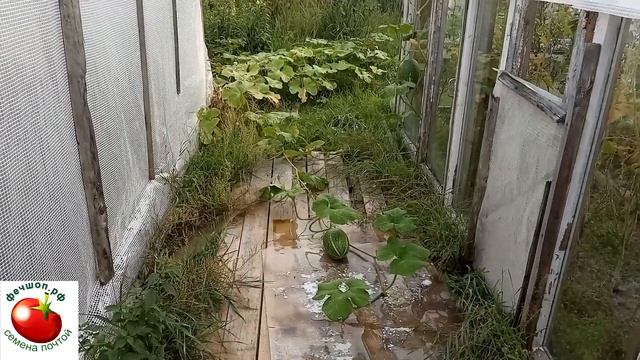 Урожайная фиголистная тыква для прививки дынь и арбуз смотреть онлайн