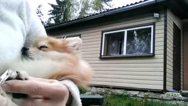 Шпиц храпит, Pomeranian is snoring. смотреть онлайн