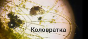 Коловратка