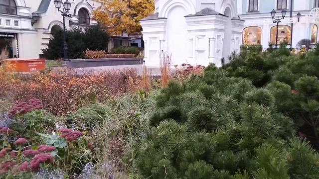 Цветущая мята в Столешниках в ноябре, московские выходные смотреть онлайн