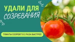 Если удалить этот побег у томата, то 🍅 созреют в 2 раза быстрее!