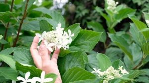 Гортензия метельчатая (Hydrangea paniculata Great Star)