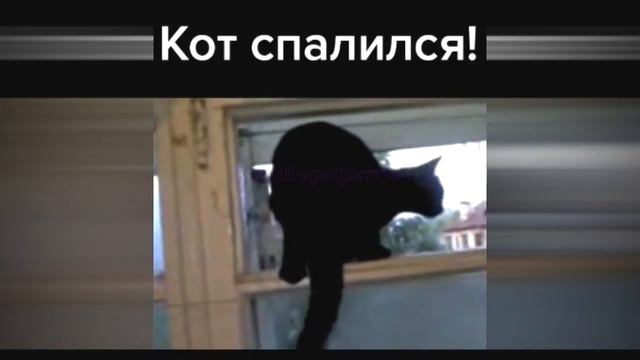 Топ подборка смешных животных      #КотШерафеттин #ржач #смешныеживотные