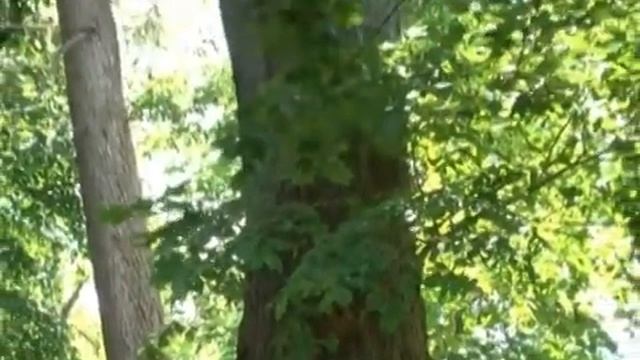 Усадьба Мерево Дерево Вяз смотреть онлайн